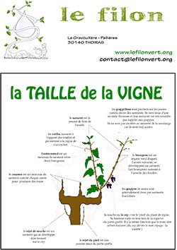 taille de la vigne